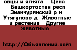 овцы и ягнята. › Цена ­ 5 - Башкортостан респ., Зианчуринский р-н, Утягулово д. Животные и растения » Другие животные   